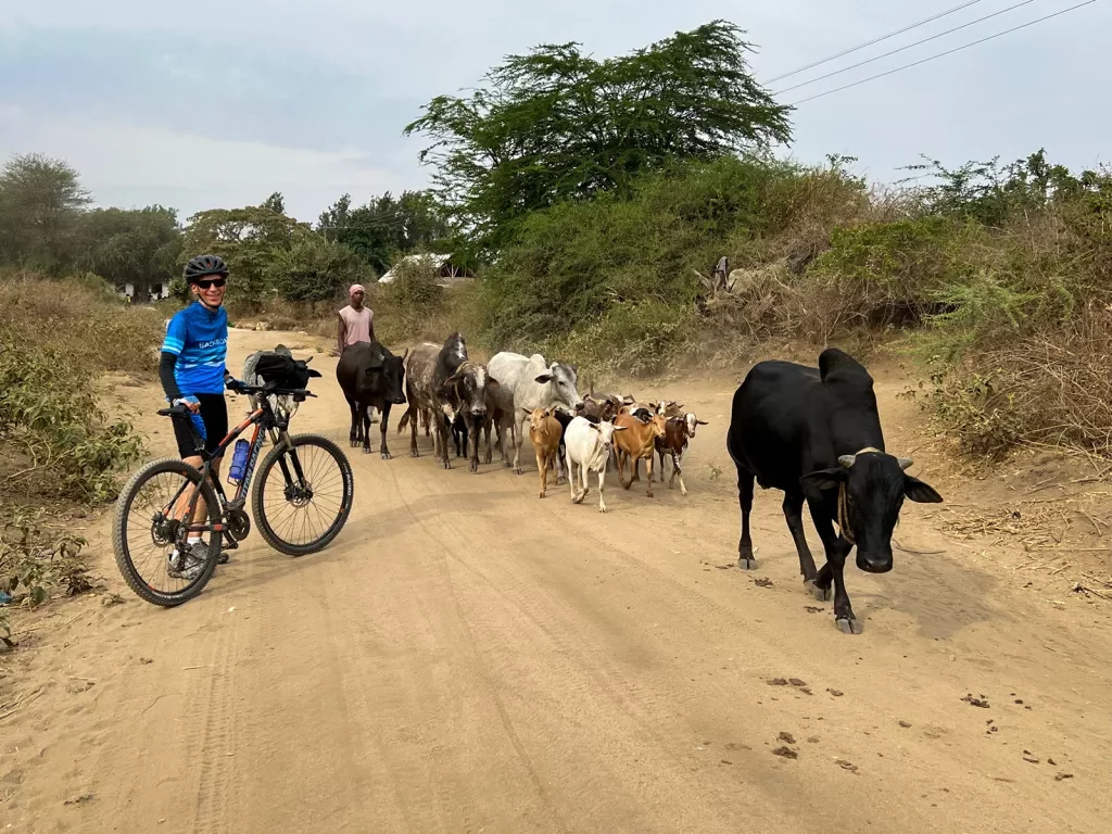 Backroads cyclist stopped by a herd of cattle on a road in Africa