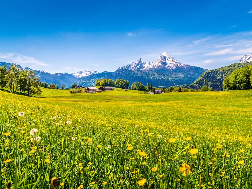 Wide shot of Alpine vista, yellow flowers, snowy peaks, small cottages.