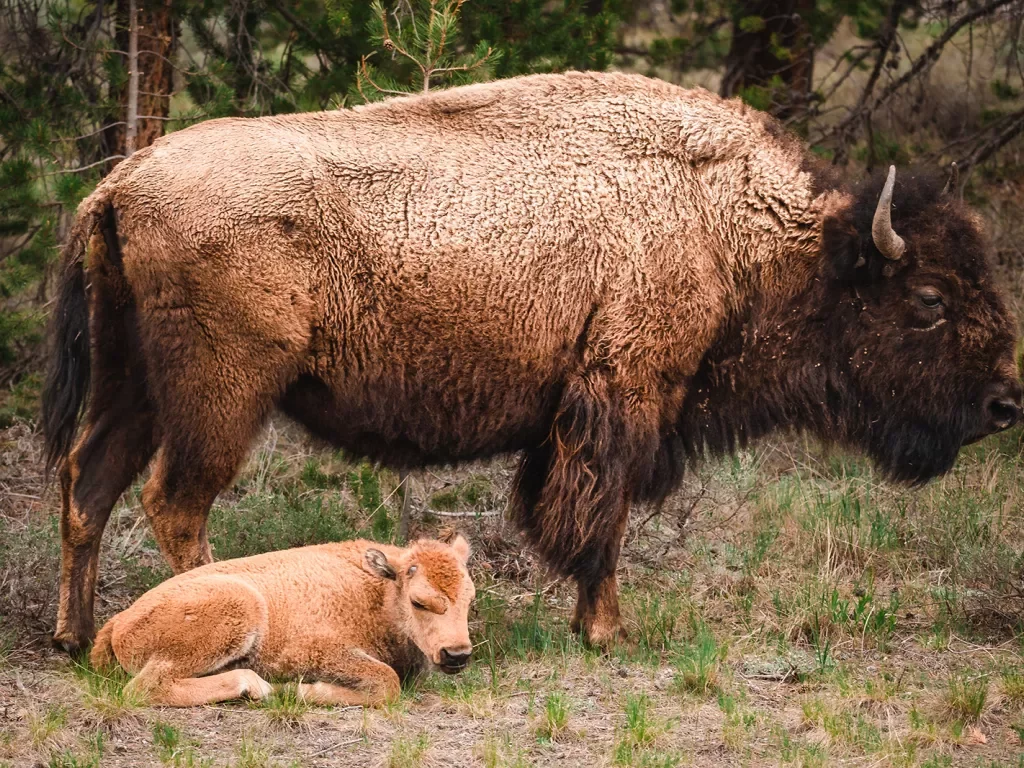Bison and Calf resting in a pasture