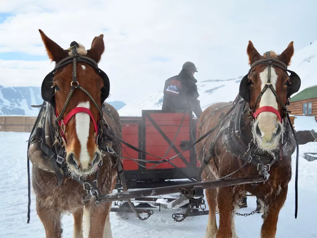 Horses pulling large snow wagon
