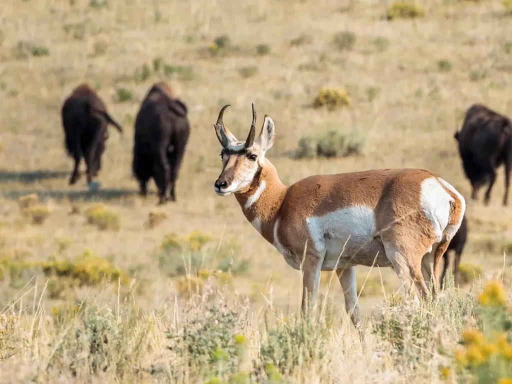Antelope and Bison traversing through field 