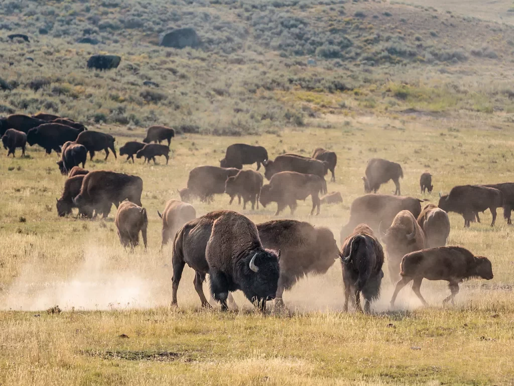 Bison playing and stampeding while kicking up clouds of dust