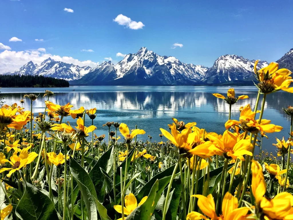 Yellow wild flowers, crystal blue water, and rocky mountains 