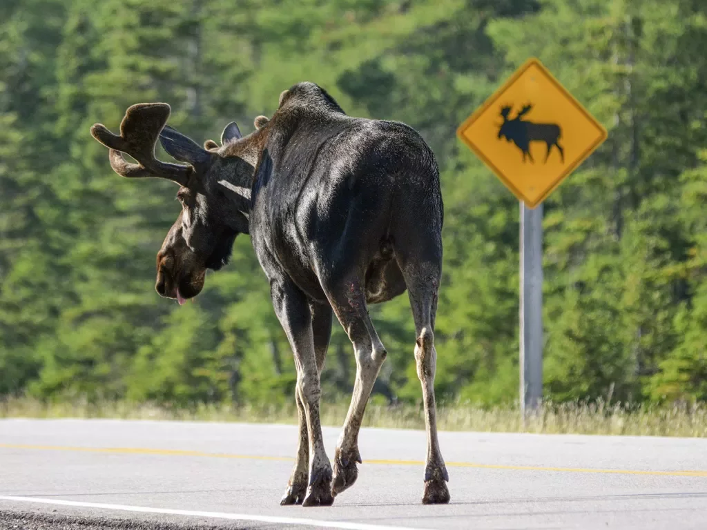 Large moose, "MOOSE X-ING" sign behind it.