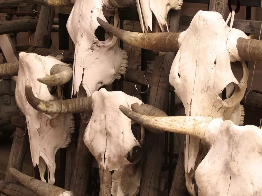 Cluster of bulls skulls