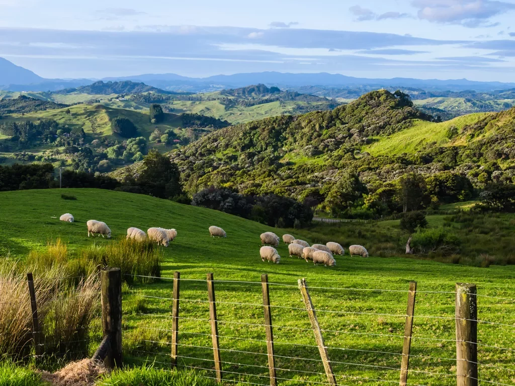 Green field in New Zealand