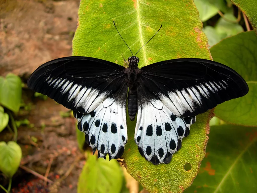 Close-up shot of Blue Mormon butterfly.