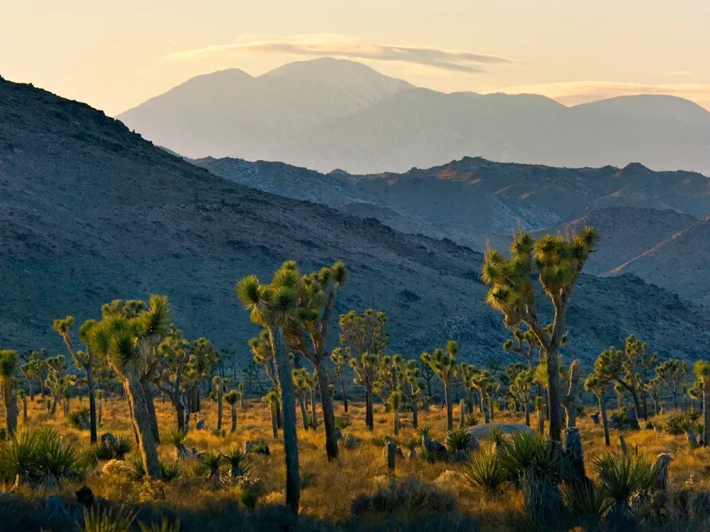 Field of Yucca trees, mountain range in background.