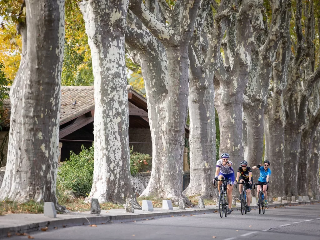 Backroads Guests Biking Past Large Trees
