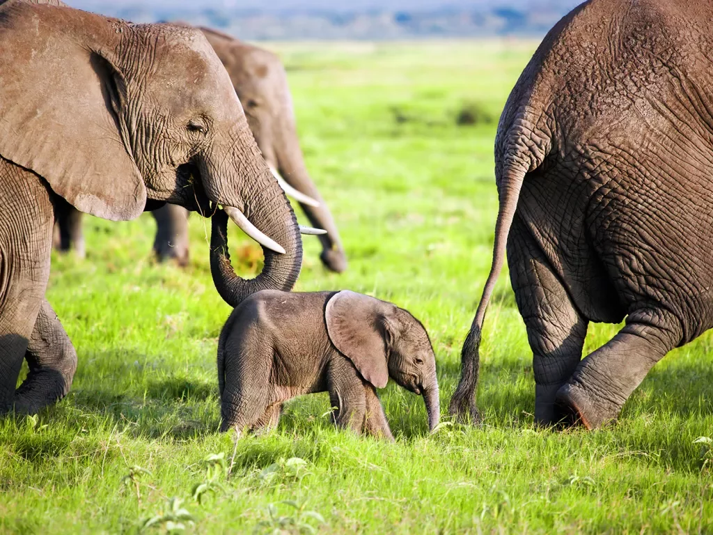 Baby elephant amid a group of adult elephants