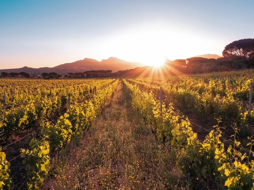 Vineyard during sunset.