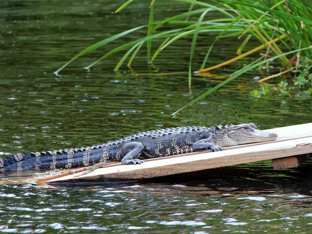 Close-up of alligator on small wooden deck.