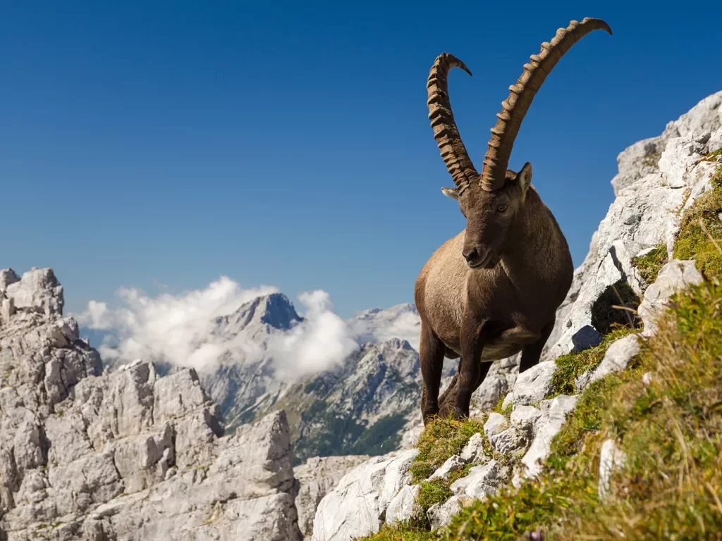 Shot of a bighorn Ibex, craggy mountains behind it. 