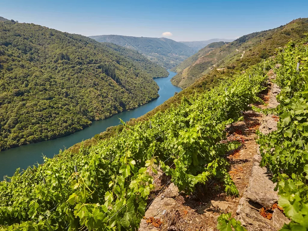 POV shot on hillside vineyard, looking towards river valley.