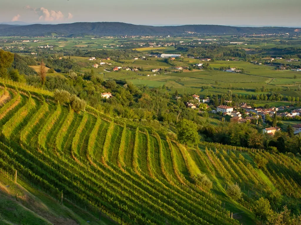 Terraced vineyards on grassy hills.