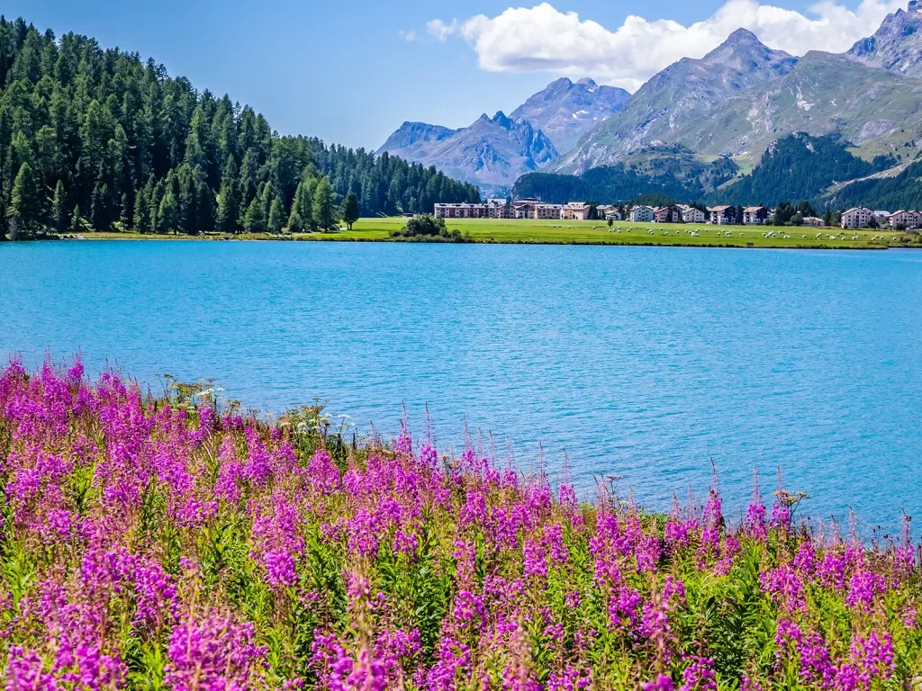 View of Sils-Maria with its beautiful pink flowers.