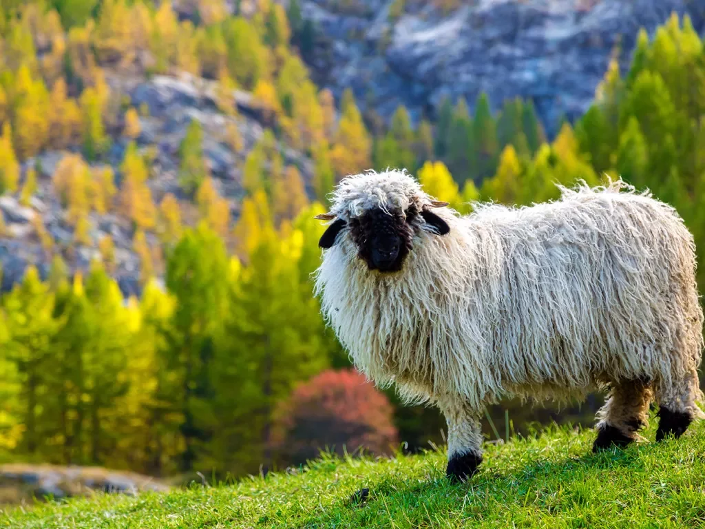 Long haired sheep standing on a green grassy hill
