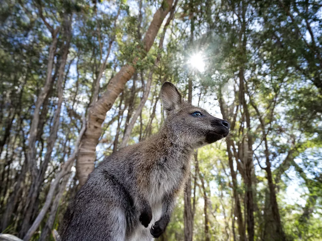 Freycinet National Park, Coles Bay, Tasmania.