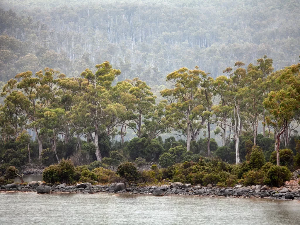 Views of Lake St Clair and native forest along the banks, seen in rain and fog. Lake St Clair is a natural freshwater lake located in the Central Highlands area of Tasmania, Australia.