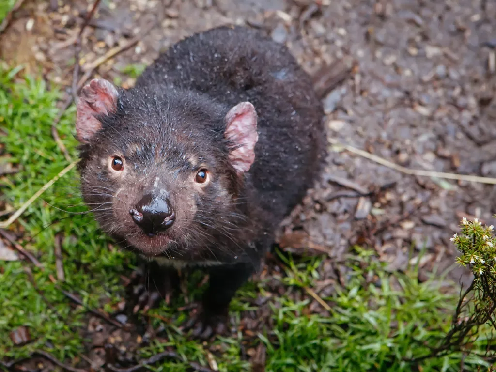 Closeup of a Tasmanian Devil in Cradle Mountain, Tasmania, Australia.