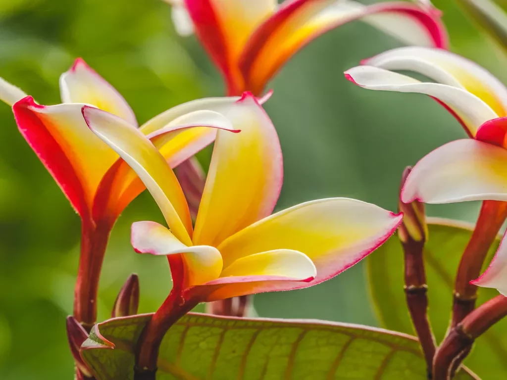 Pink, yellow and white tropical flowers in Tahiti