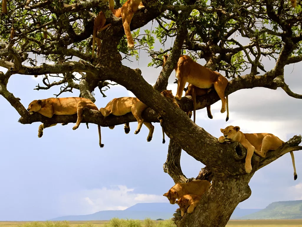 Lions relaxing in a tree