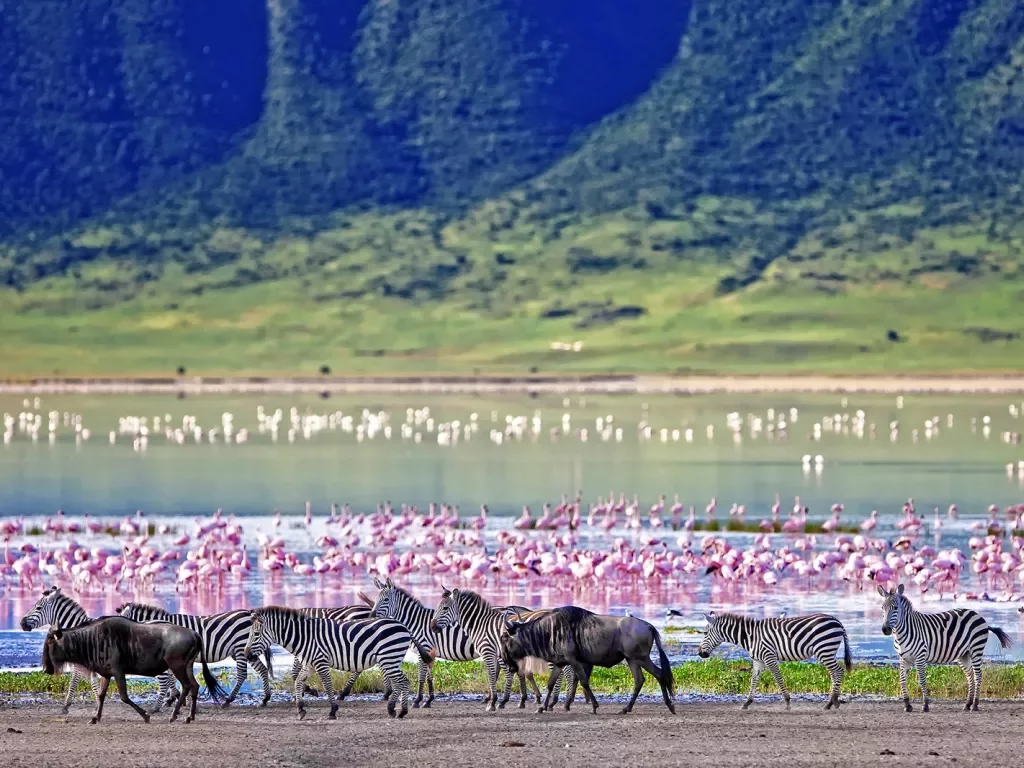 Zebras and wildebeests walking beside the lake in the Ngorongoro Crater, Tanzania, flamingos in the background