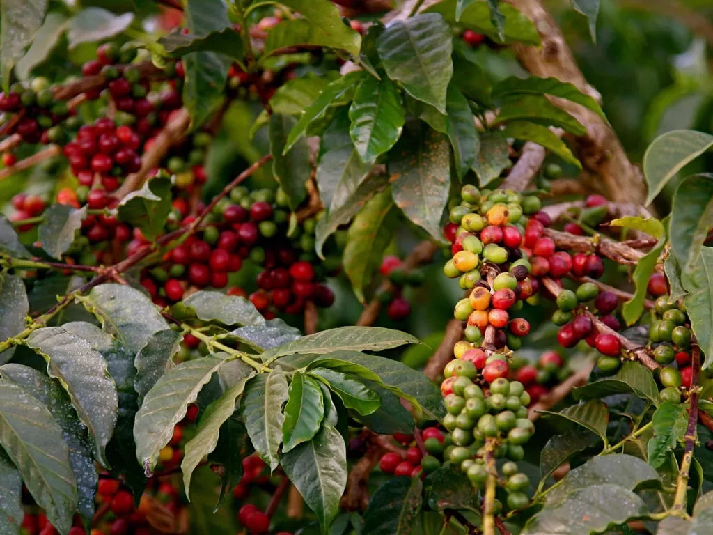 Coffee Beans - Tanzania