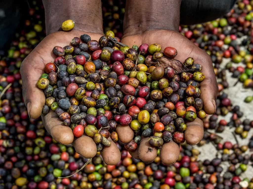Grains of ripe coffee in the handbreadths of a person. East Africa. Coffee plantation.