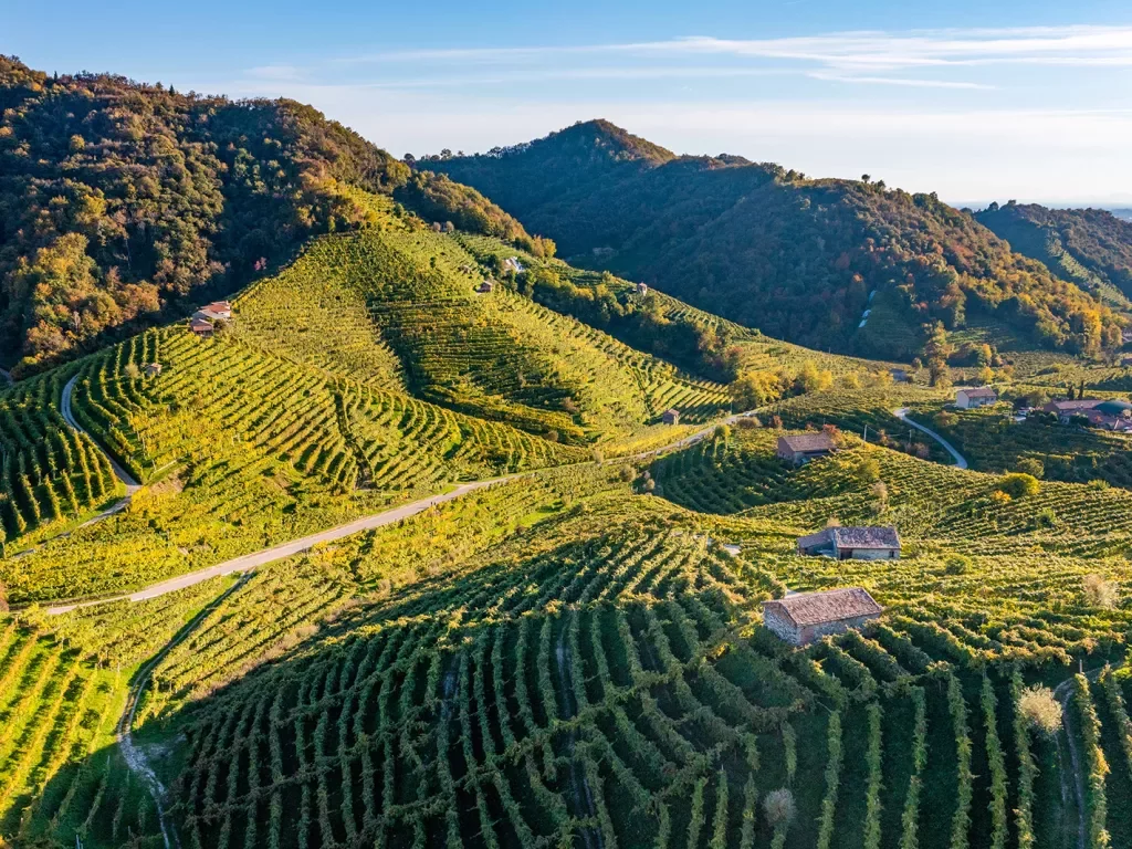Wide shot of grapevine covered hillside.