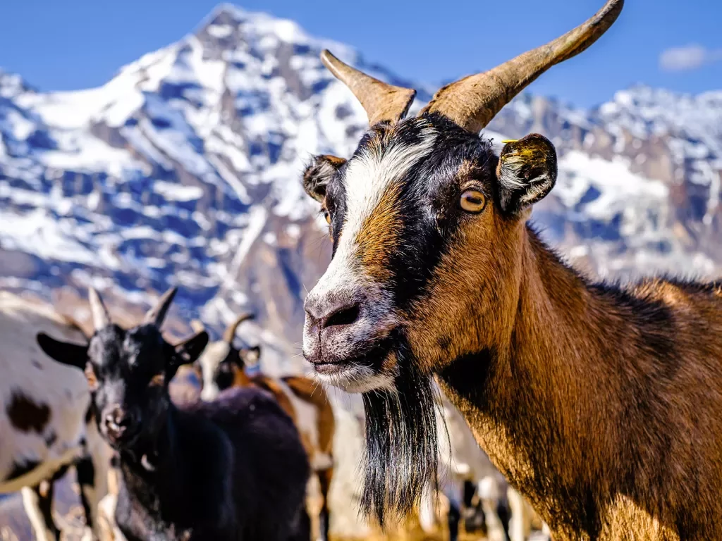 Close-up shot of two goats, craggy mountain in distance.