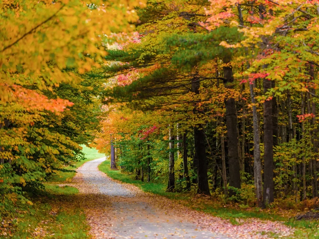 Shot of autumnal, leafy road.