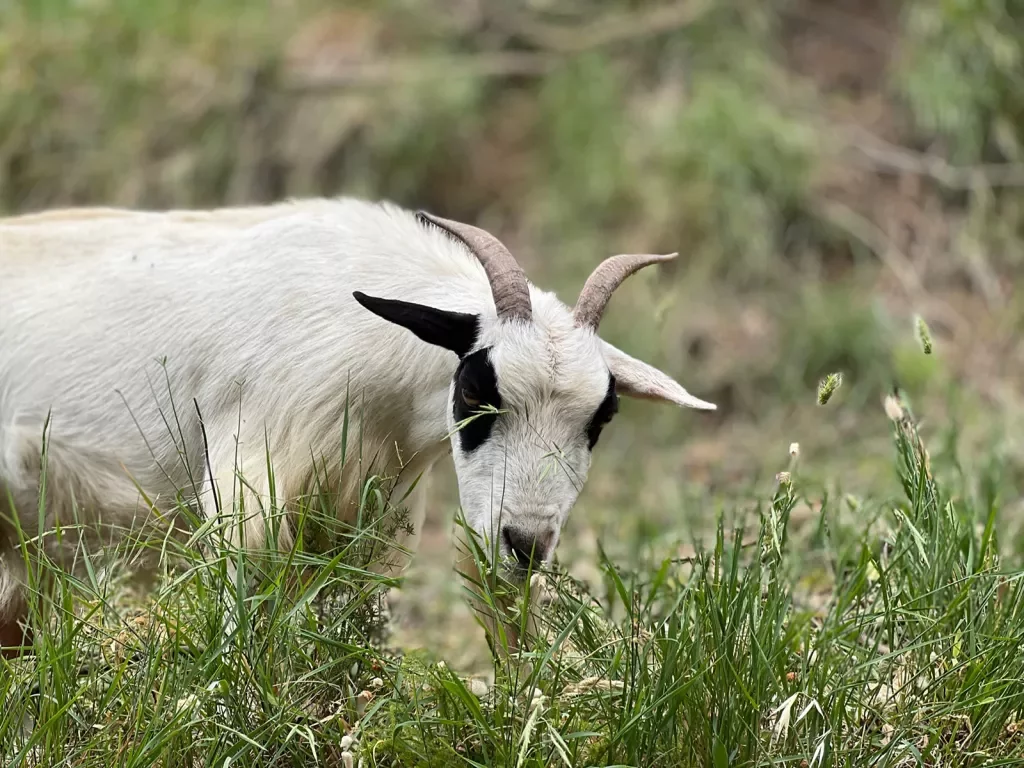Close-up of a grazing goat. 