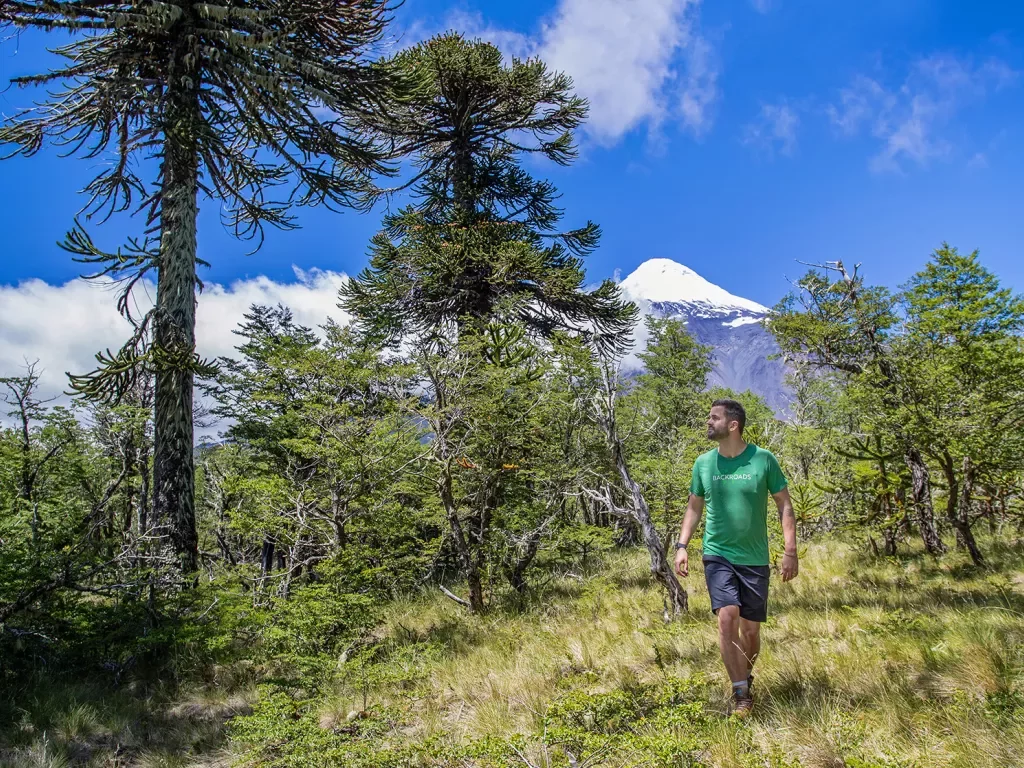 Guest walking through thin-branch forest. Snowy mountain cap in background.