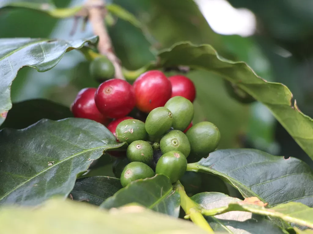 Coffee Plant Red Bean Columbia