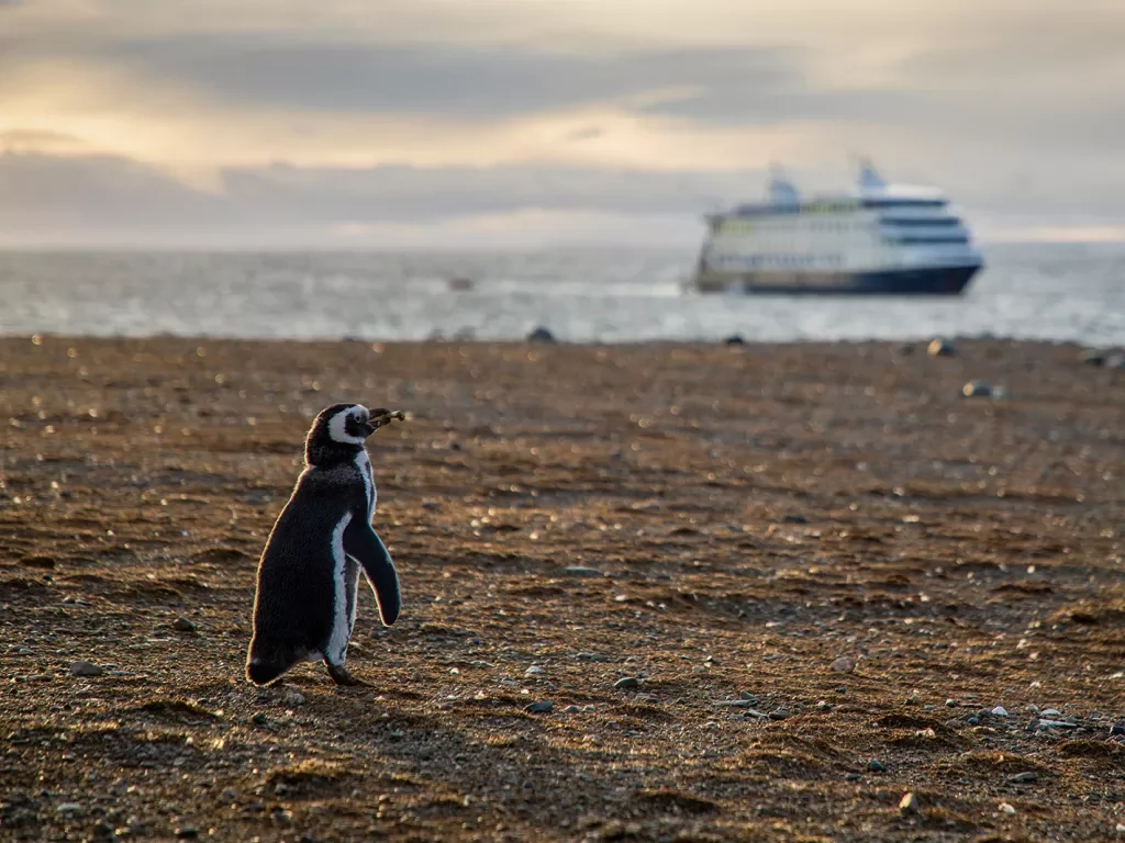 Shot of beach, single penguin, large cruise ship in distance.