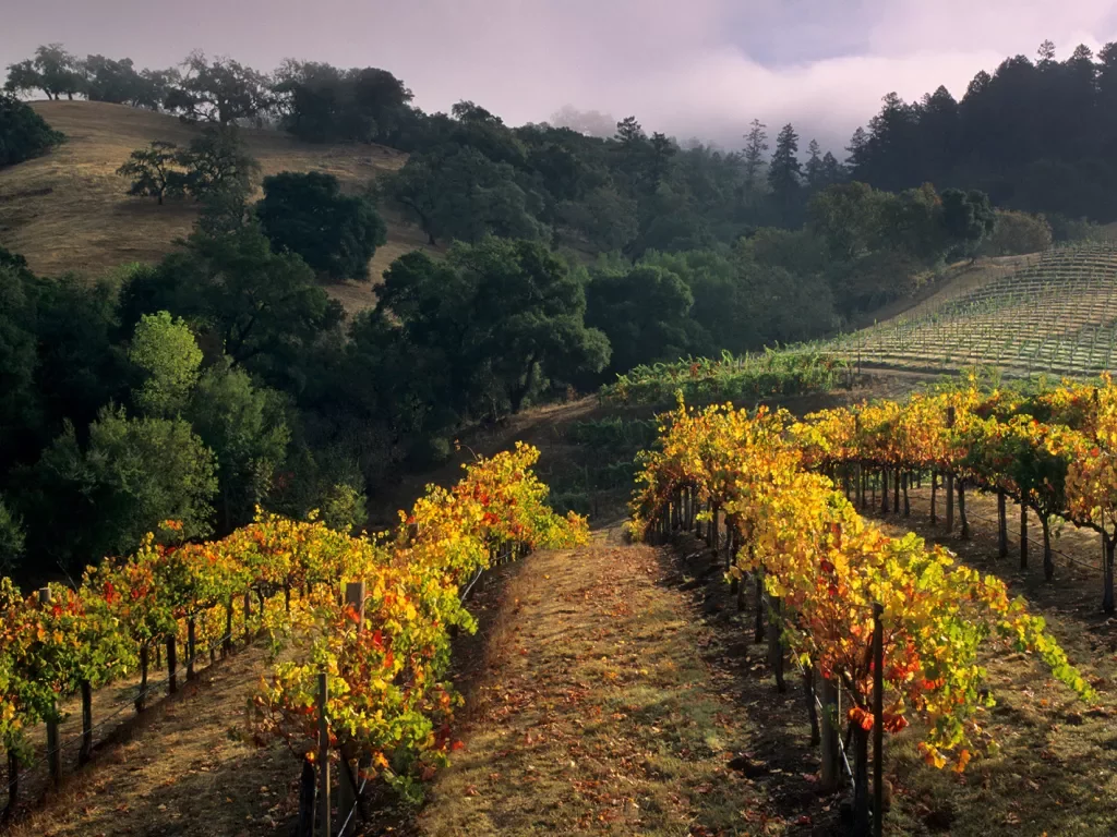 Vibrant yellow and green grapevines, fog in distance.