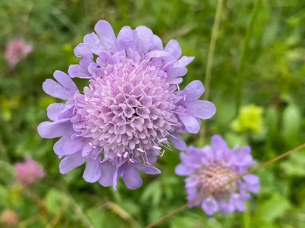 Close-up of a small scabious flower.