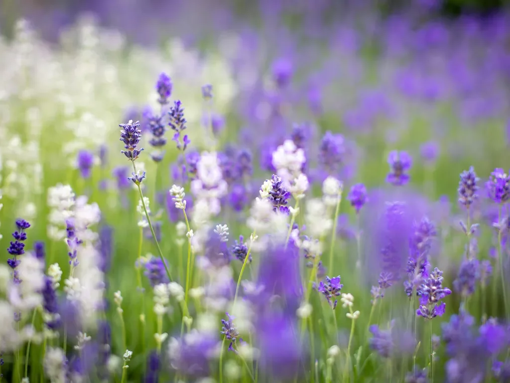 White and purple blooming lavender plants.