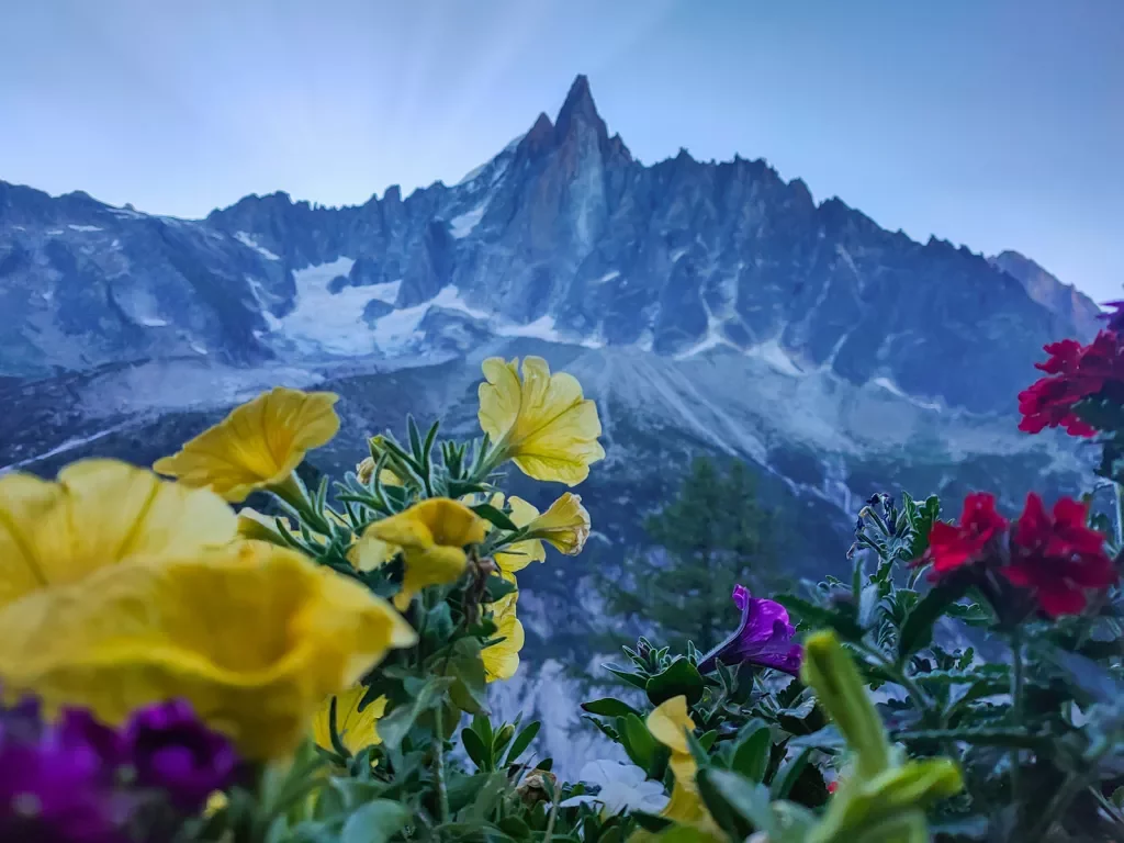 Wide shot of sharp, craggy mountain, flowers obscuring foreground. 