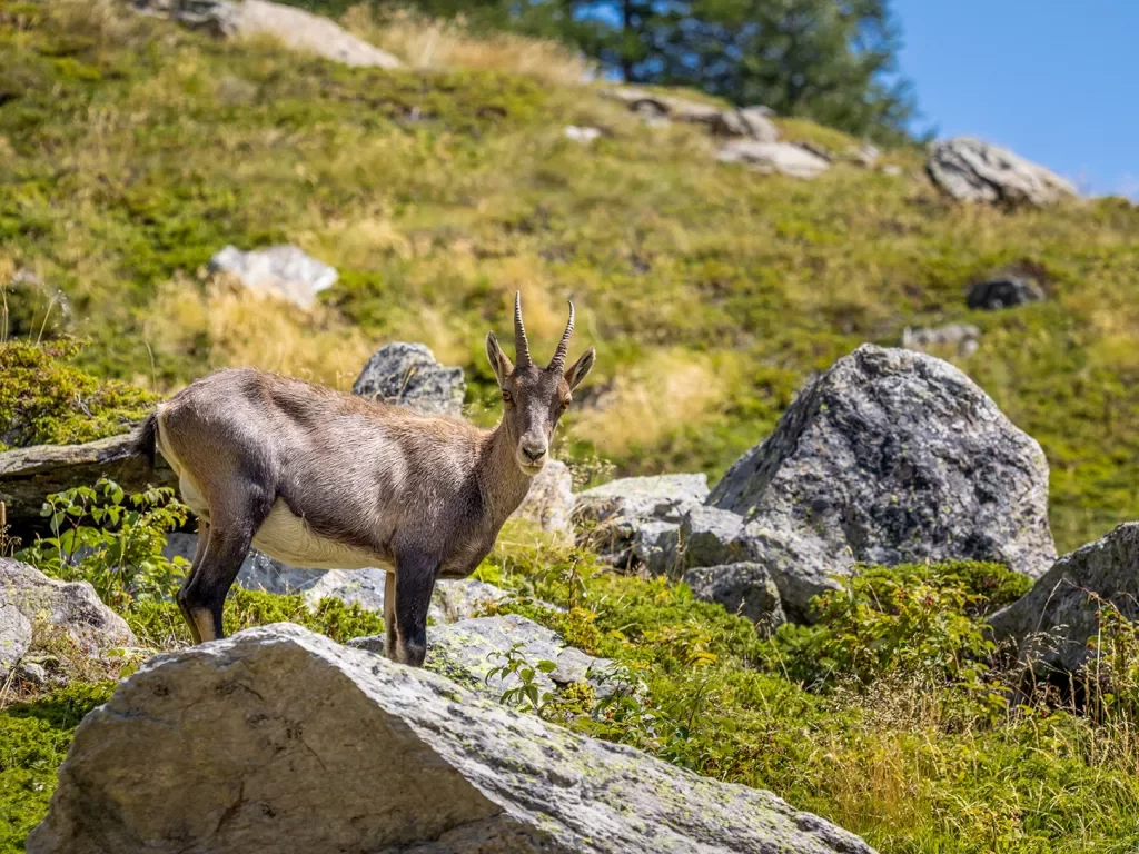 Close-up shot of an Alpine Ibex.