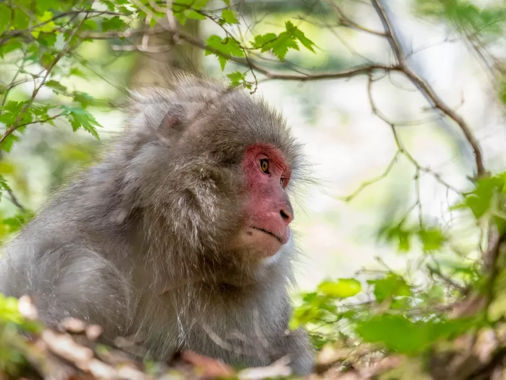 Monkey in a tree in Japan