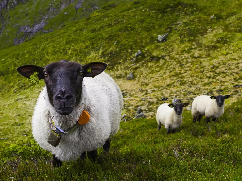 Sheep on a grassy hill in Norway