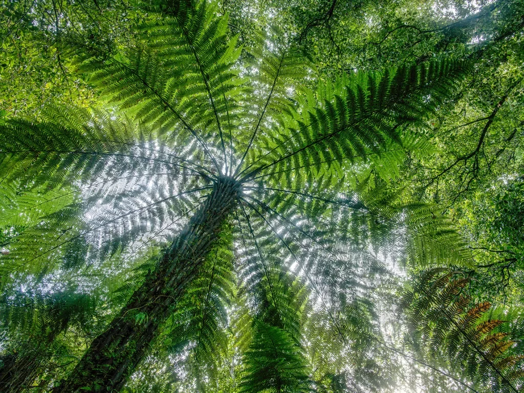 View of the understory of a giant fern.