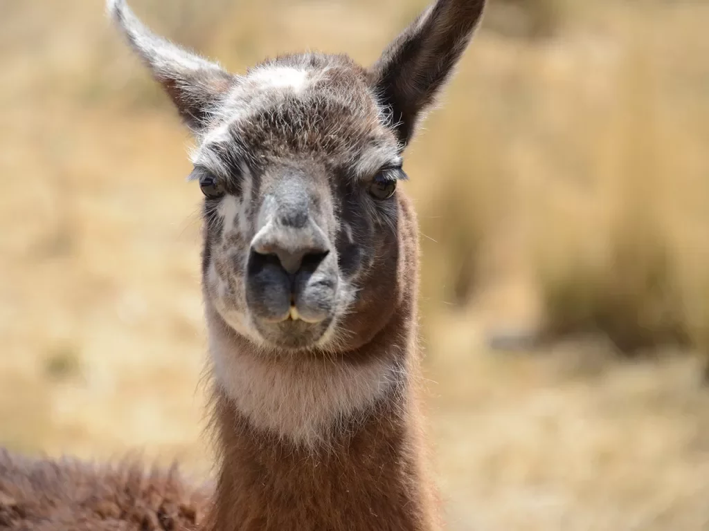 Close-up of llama.