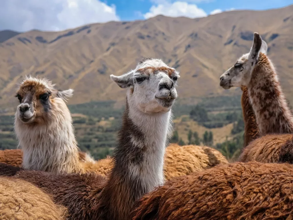 Close-up of three llamas, mountains behind them.