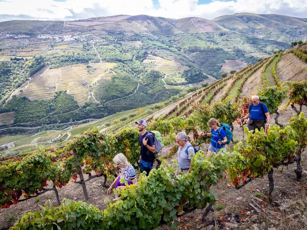 Guests walking through hillside vineyard.