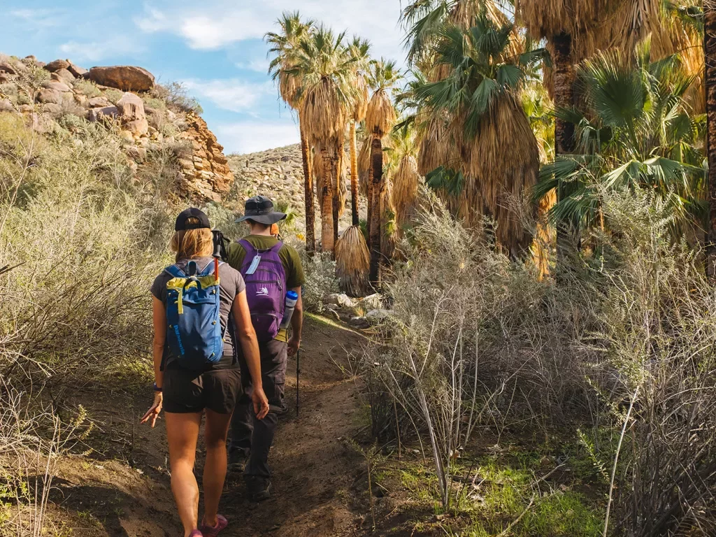 Guests hiking on desert trail, palms on their right, hills on their left.