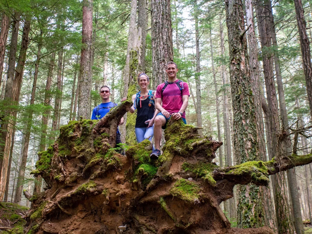 Three guests standing on downed tree.