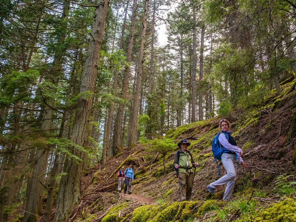 Hikers on a hill trail among tall trees